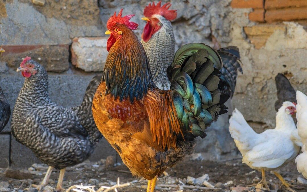 Quels sont les animaux qui font partie de la volaille ?