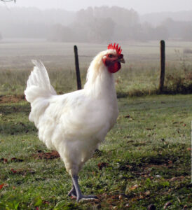 Un poulet
