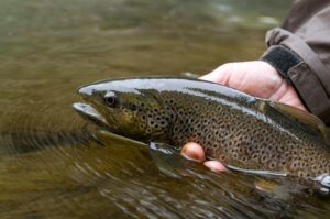 Pêche d'une truite